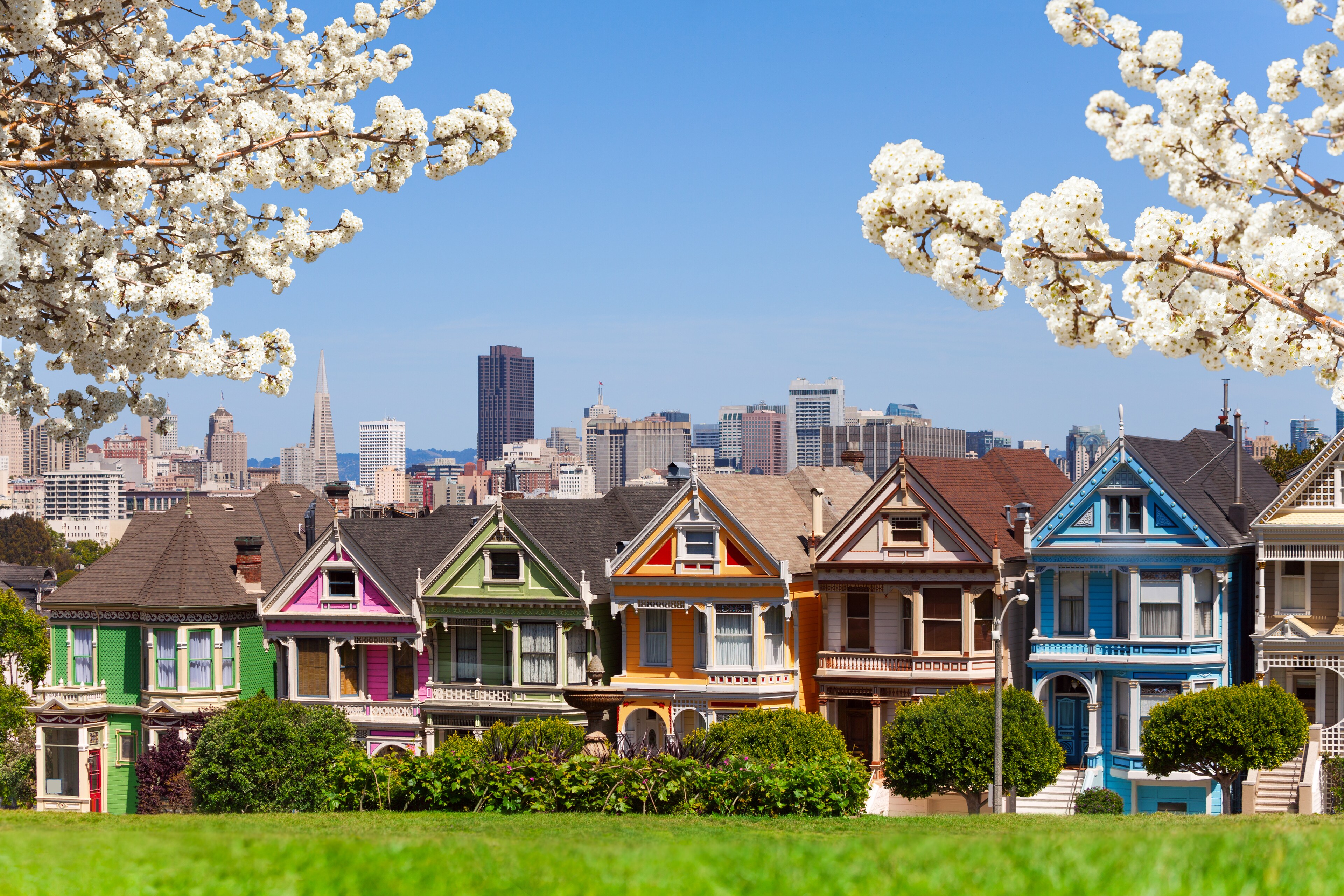San Francisci Houses and cherry blossome trees