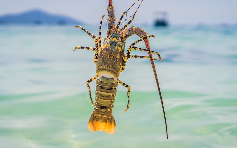 A lobster from a string