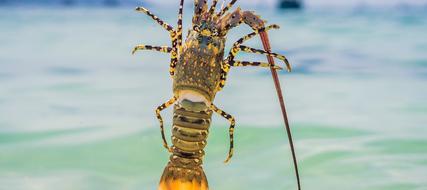 THE ITZ'ANA LOBSTER FEST WEEKEND