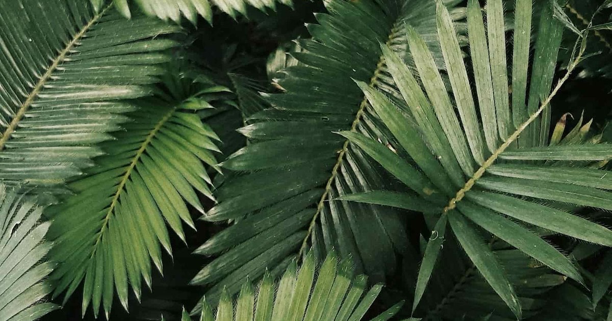 Image from itzanabelize.com