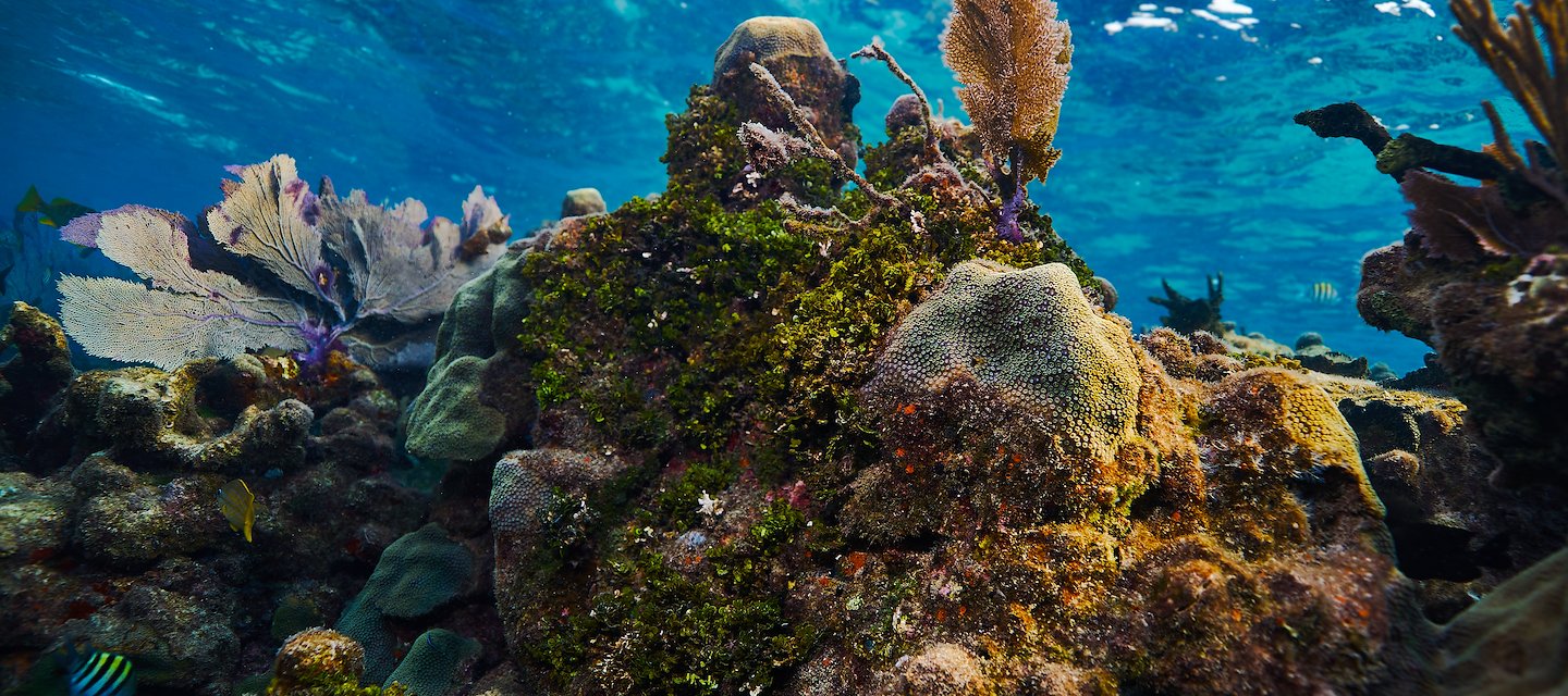 Arrecife Beliceño en Coral Caye Belice