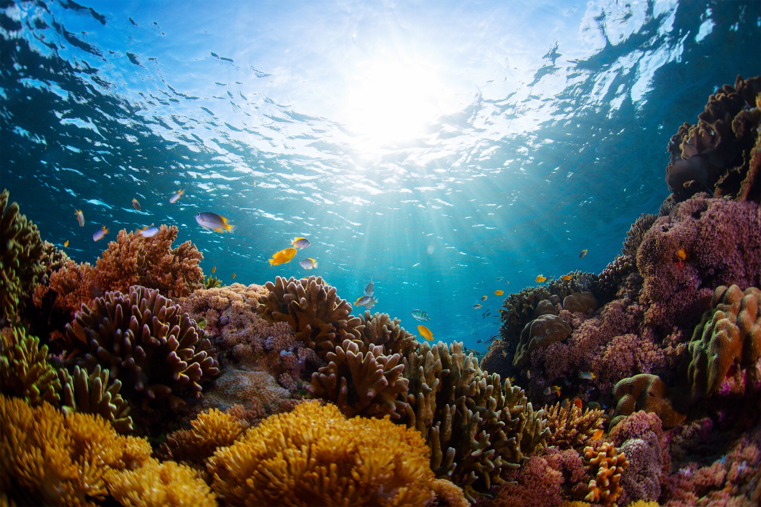 Natural Beaches And Cultural History At Stann Creek, Belize