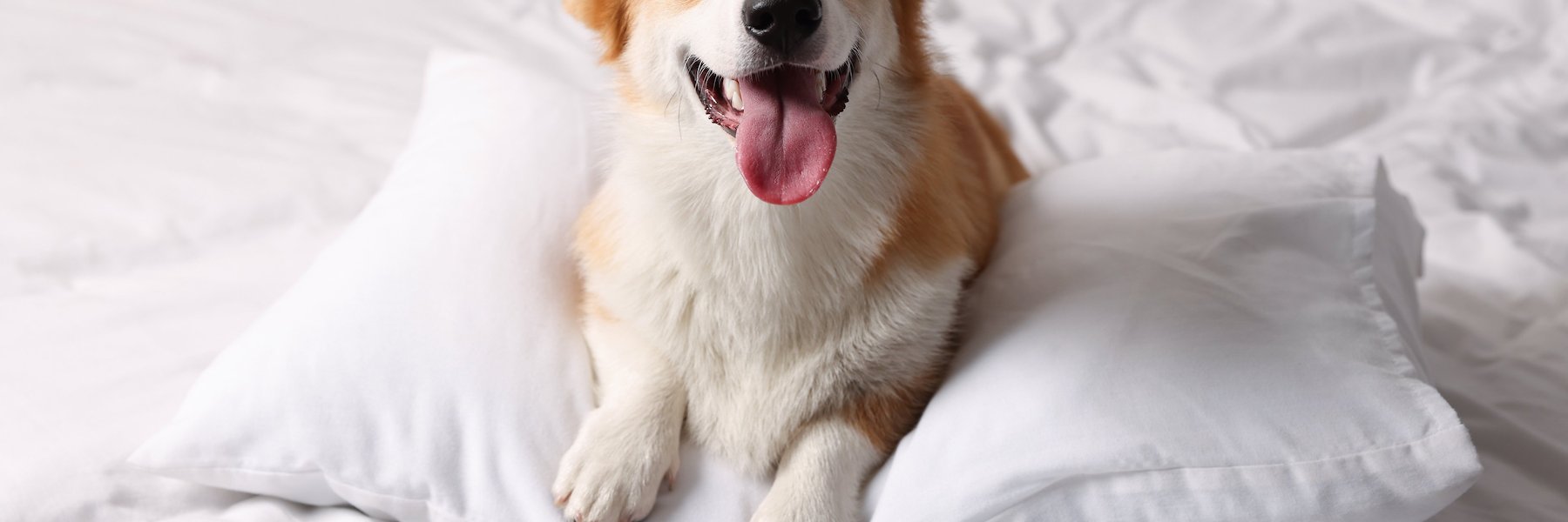dog on bed