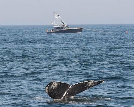  Newburyport Whale Watch 