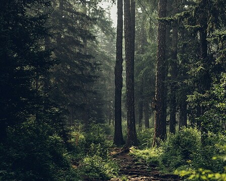 Cady Hill Forest 
