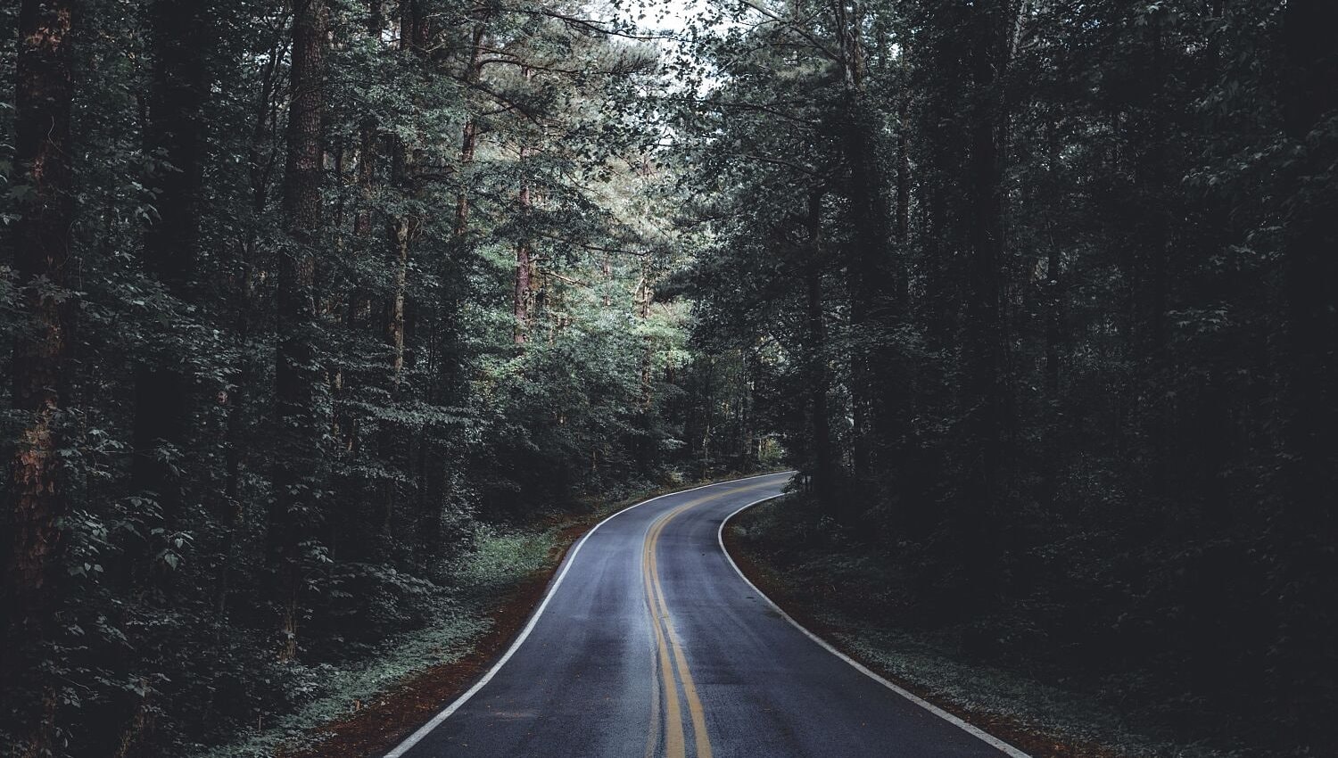 A winding road through a dense forest in Upstate New York
