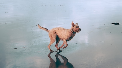 Dog-Friendly Rate