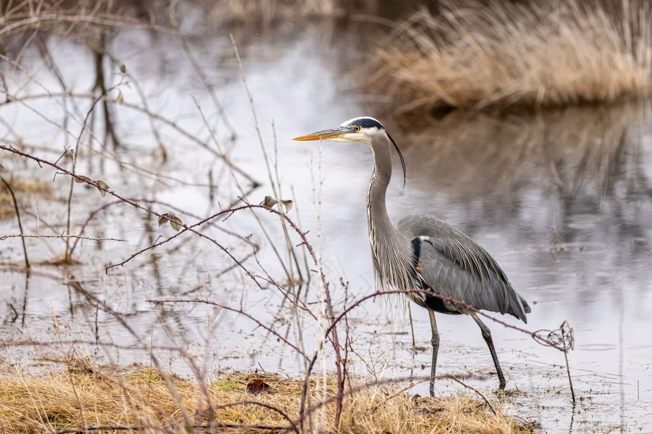 Heron Lake State Park