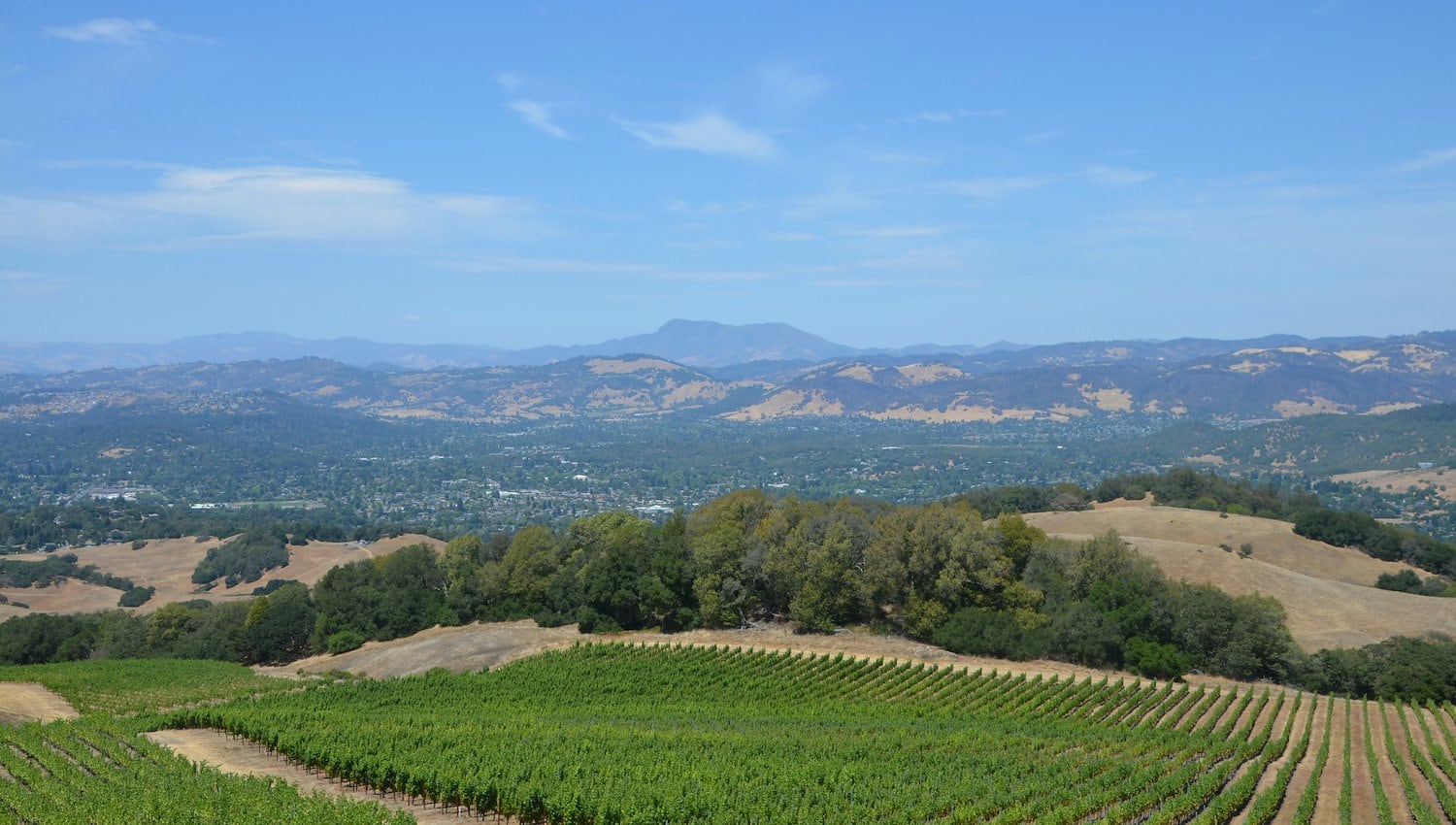 Harvest Season in Santa Rosa 
