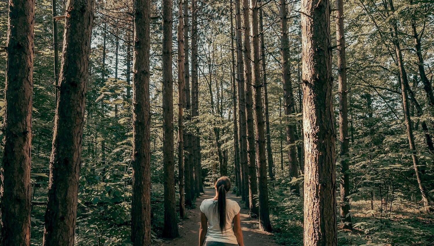 A woman walks on a path through tall pine trees in the Catskills