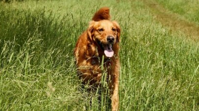 dog running in grass