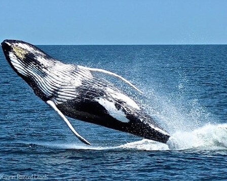 First Chance Whale Watch 