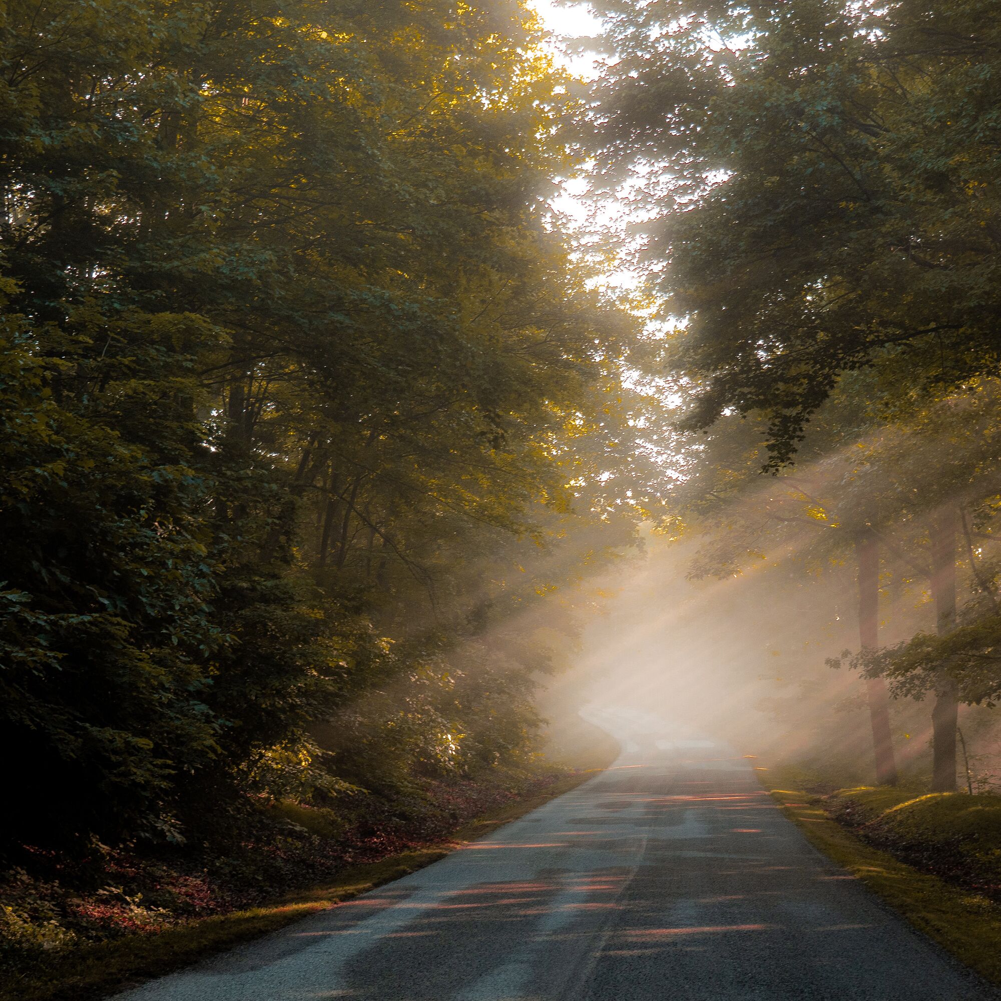 Sun through forest trees on road to Asheville