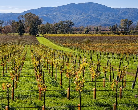 Mumm Napa, Rutherford, California