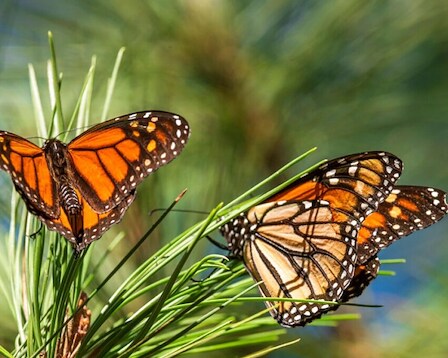 Monarch Butterfly Sanctuary 