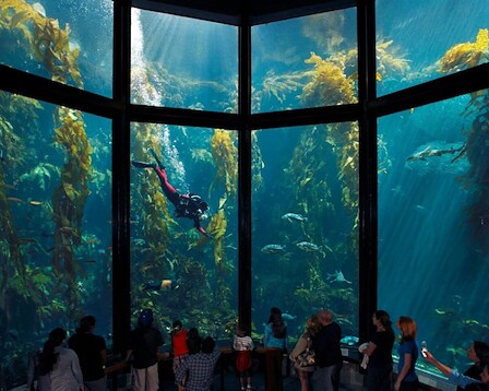 Monterey Bay Aquarium 