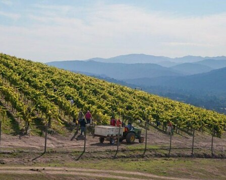 Talbott Vineyards 
