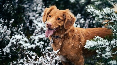 Cape Cod Dogs Winter Offer shows brown hair dogged in front of snow covered trees