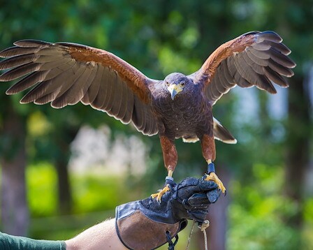 New England Falconry, Woodstock