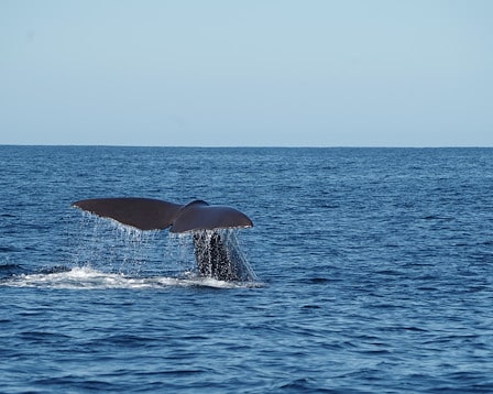 Freedom Offshore Adventures 