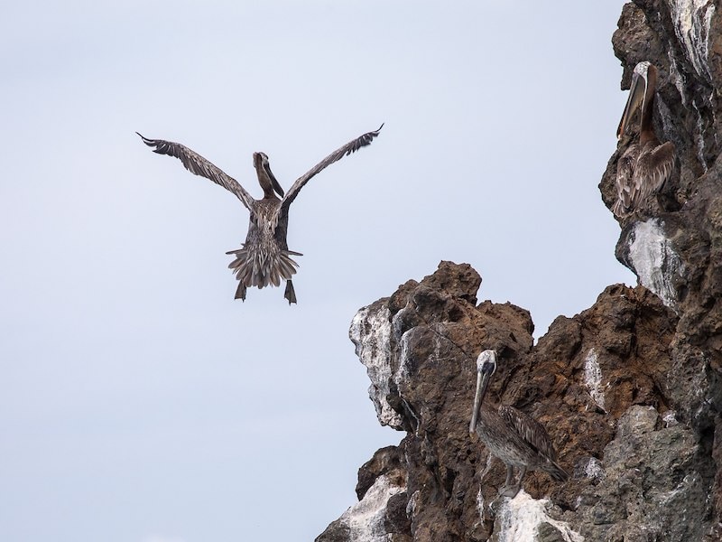 a Pelican landing on a rock