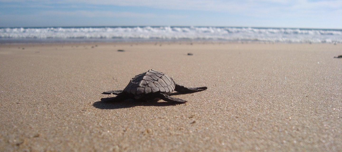 A baby sea turtle crawls on the sand at Las Alamandas Resort, Jalisco