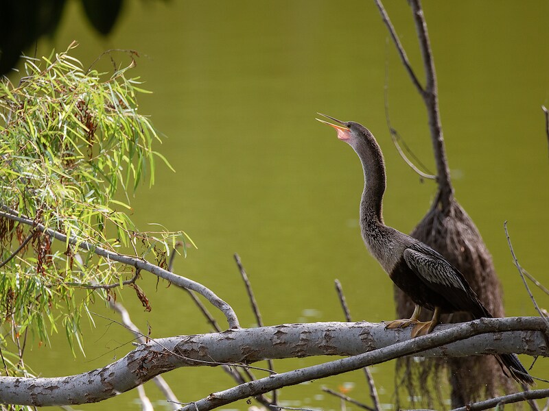 wild bird on a branch over a lagoon