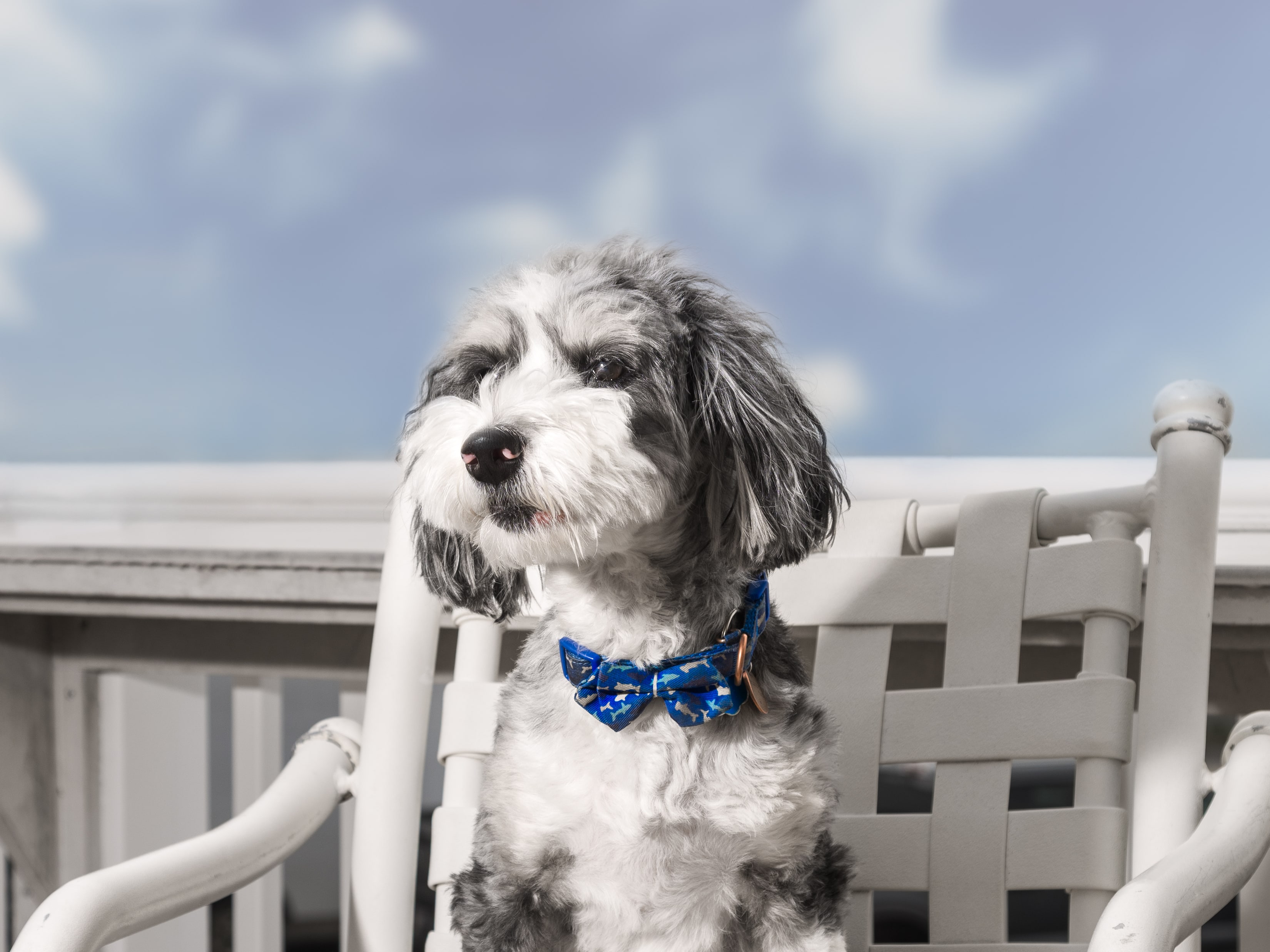 Pet Friendly Area at Ashworth Hotel, New Hampshire