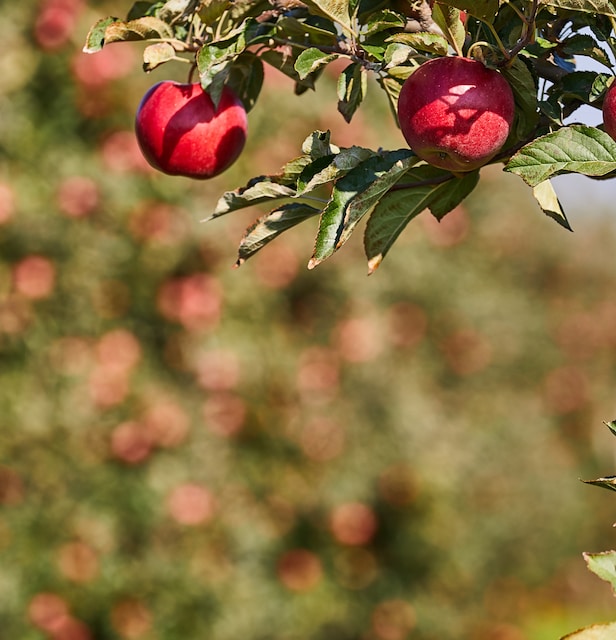 Apple Crest Farm Orchards, New Hampshire