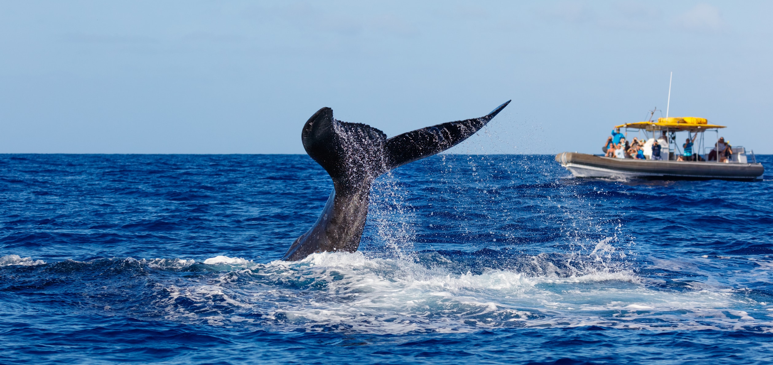 Granite State Whale Watch Offers, New Hampshire