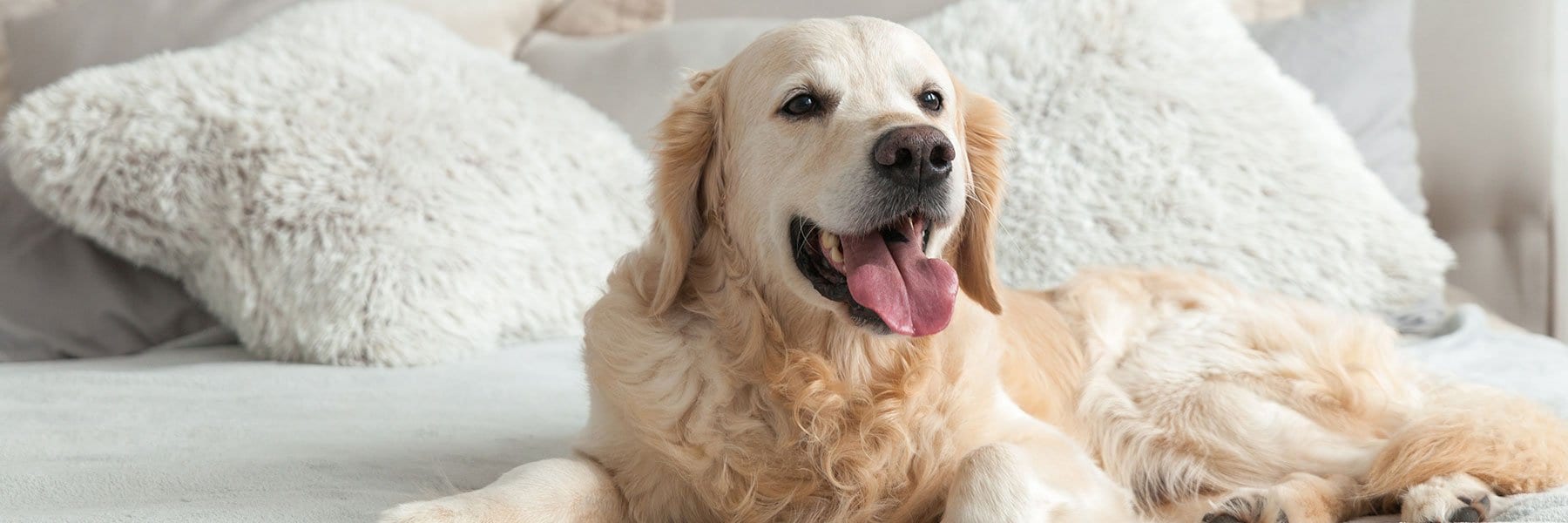 Pet Friendly at Providence, Rhode Island