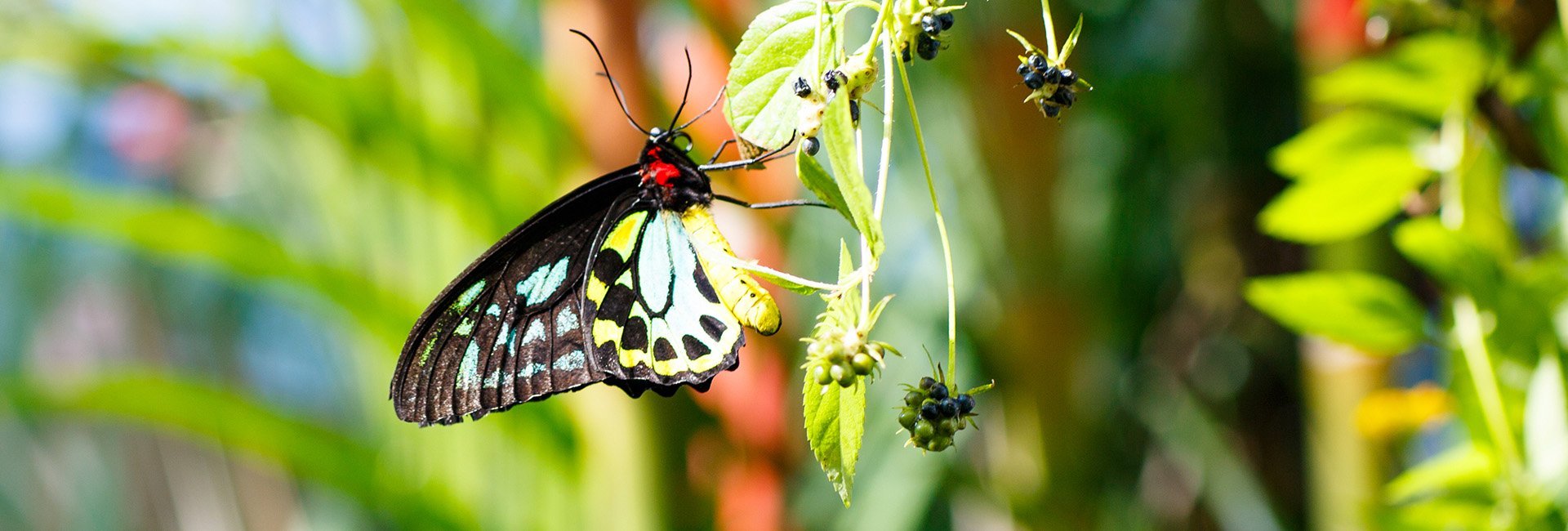 Key West Butterfly and Nature Conservatory
