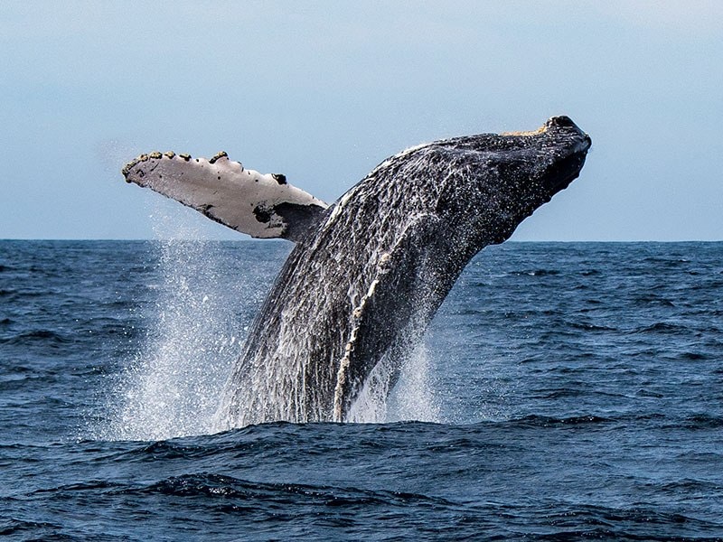 Whale Watching