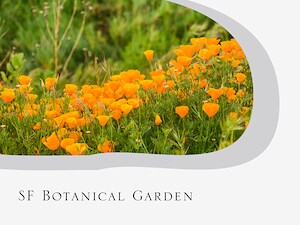 Stay for San Francisco Botanical Garden in San Francisco