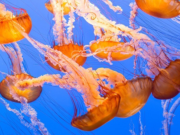 Monterey Bay Aquarium from Hotel Abrego California