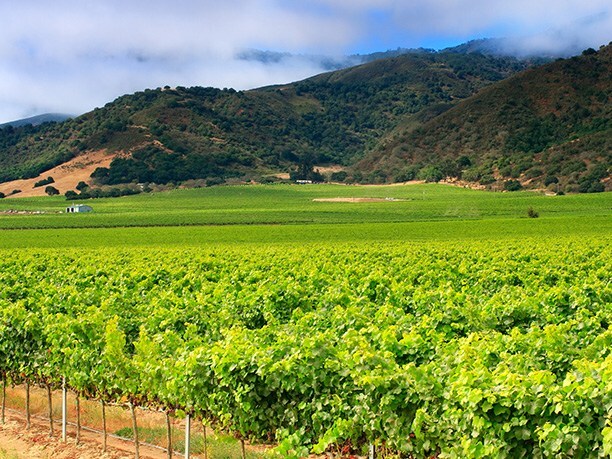 Monterey Wine Country from Hotel Abrego California