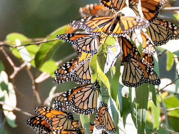 Monarch Butterflies on Tress