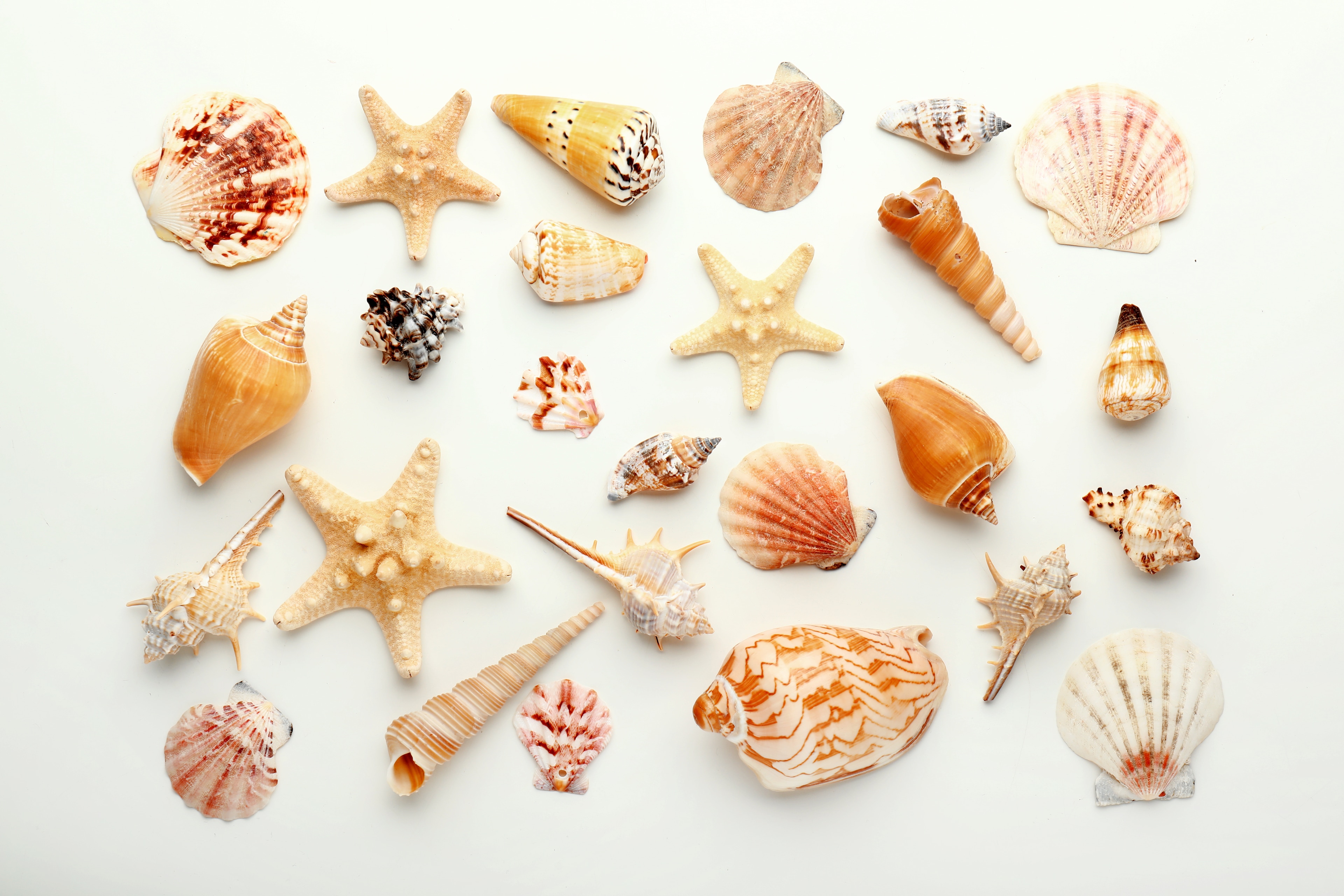 Mermaid, Sea Creatures & Pirate Parade