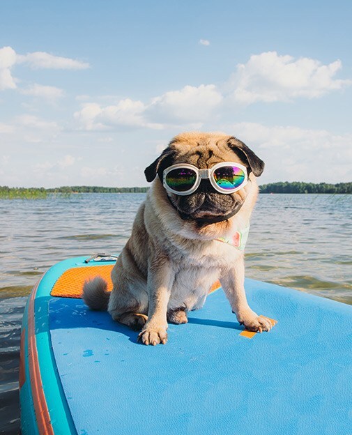 PetFriendly Hotels in Morro bay Inn at Morro Bay