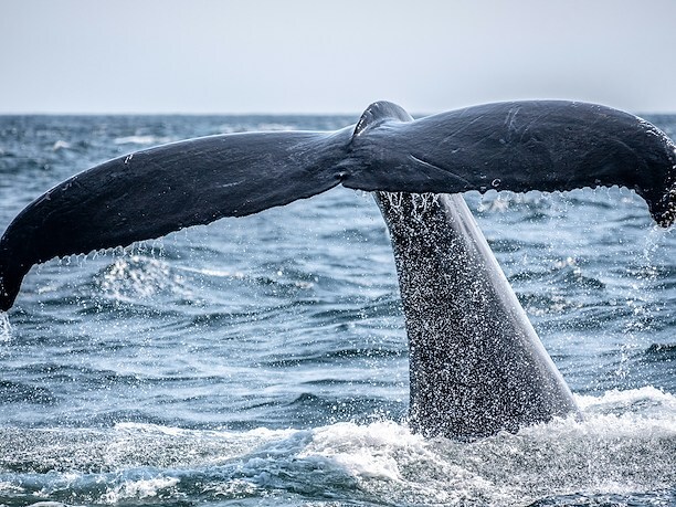 Whale Watching Hotel Abrego
