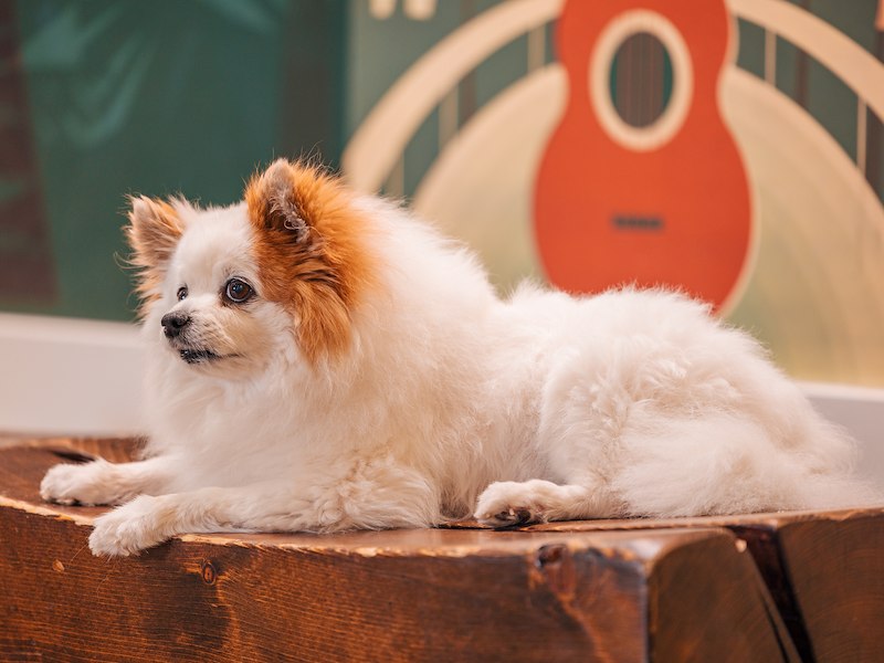 Best Pet-Friendly Areas Near Queen Kapiolani Hotel
