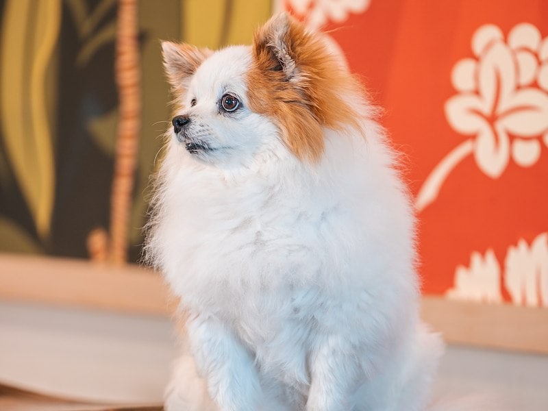 A small white and brown dog sitting on a table