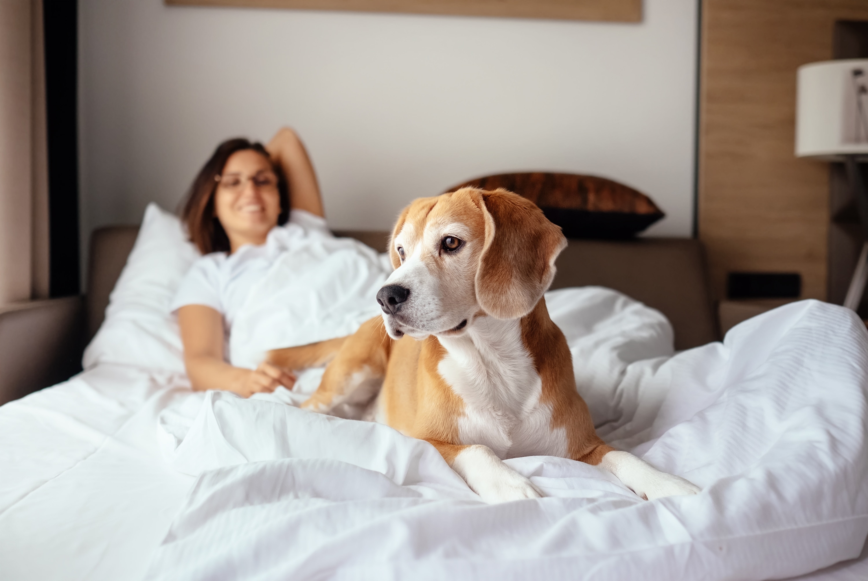 The Windsor Suites, Philadelphia, USA: A cute beagle dog resting on white bedding.