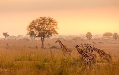 Africa