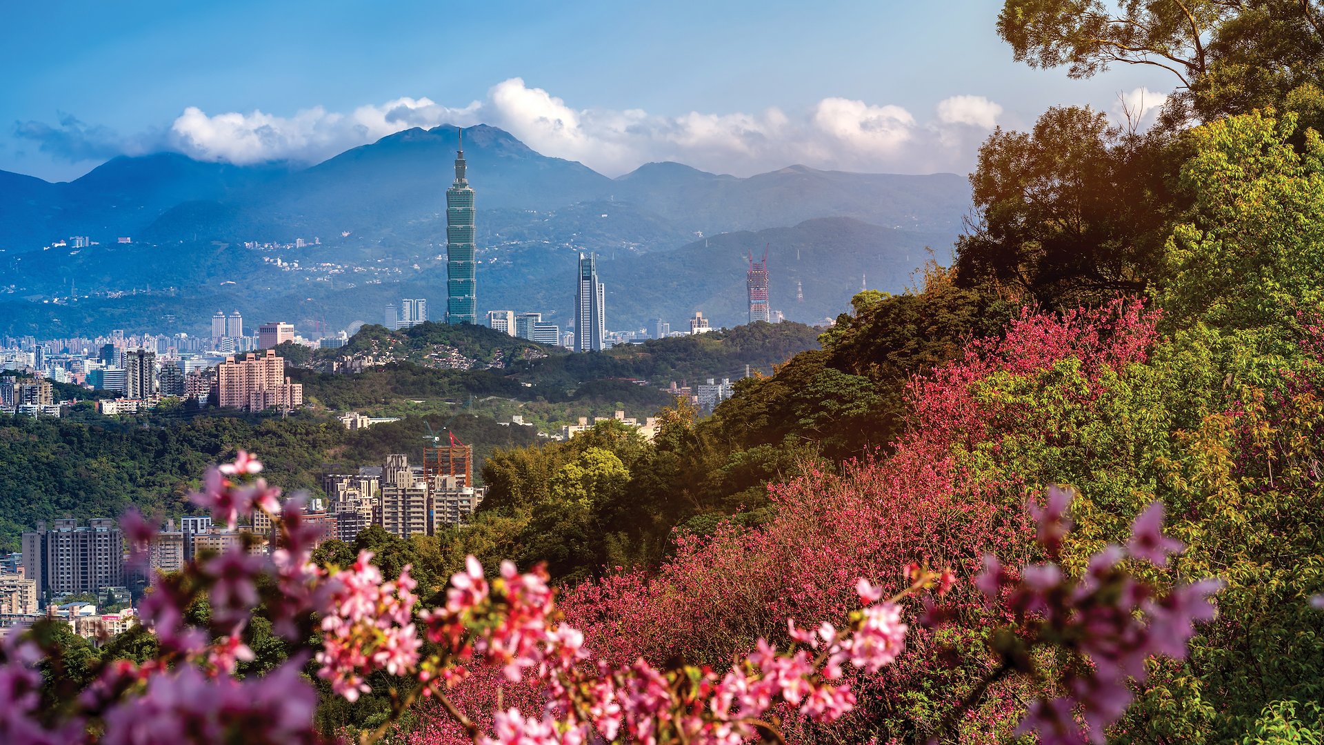 Picturesque cherry blossoms adorn the city of Taipei in spring.