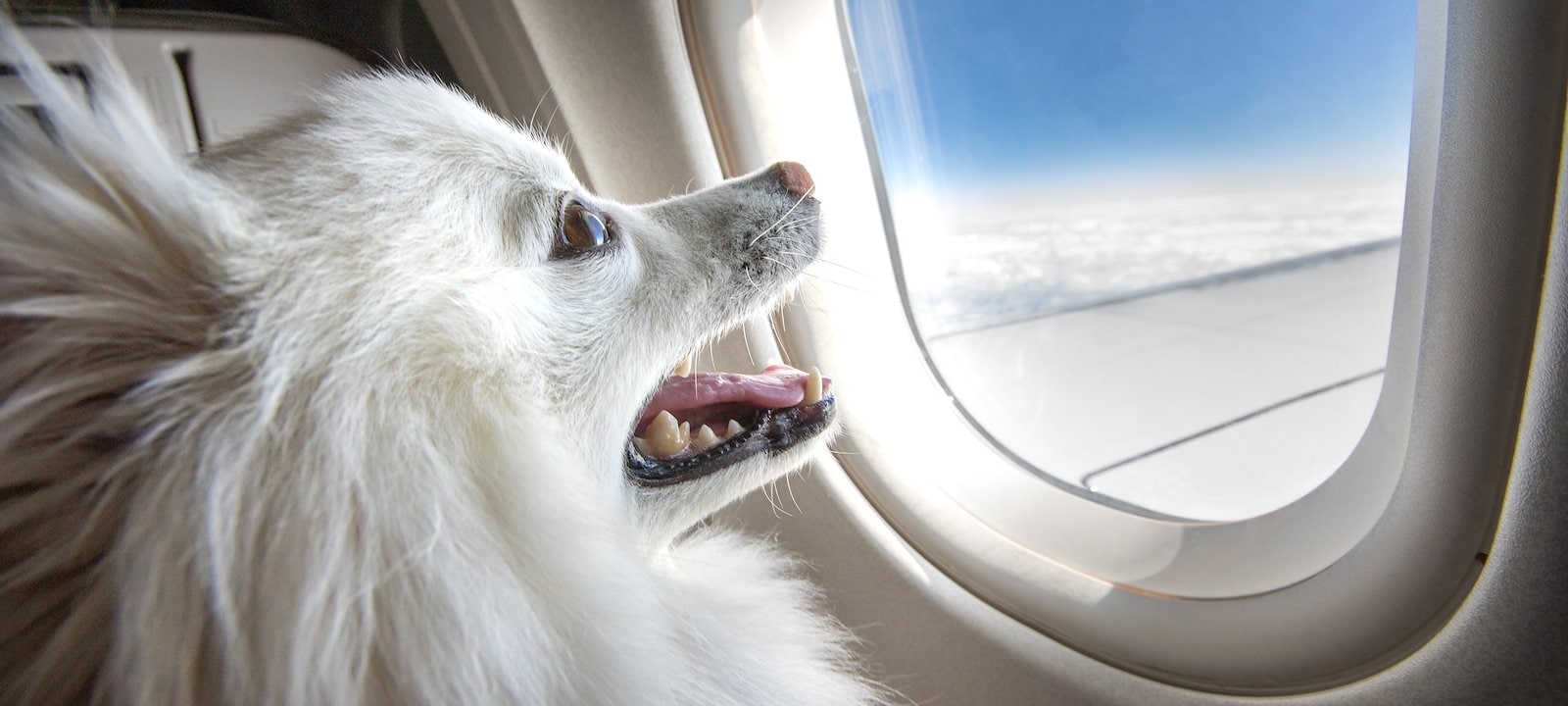 <p>Paws in the Air</p>