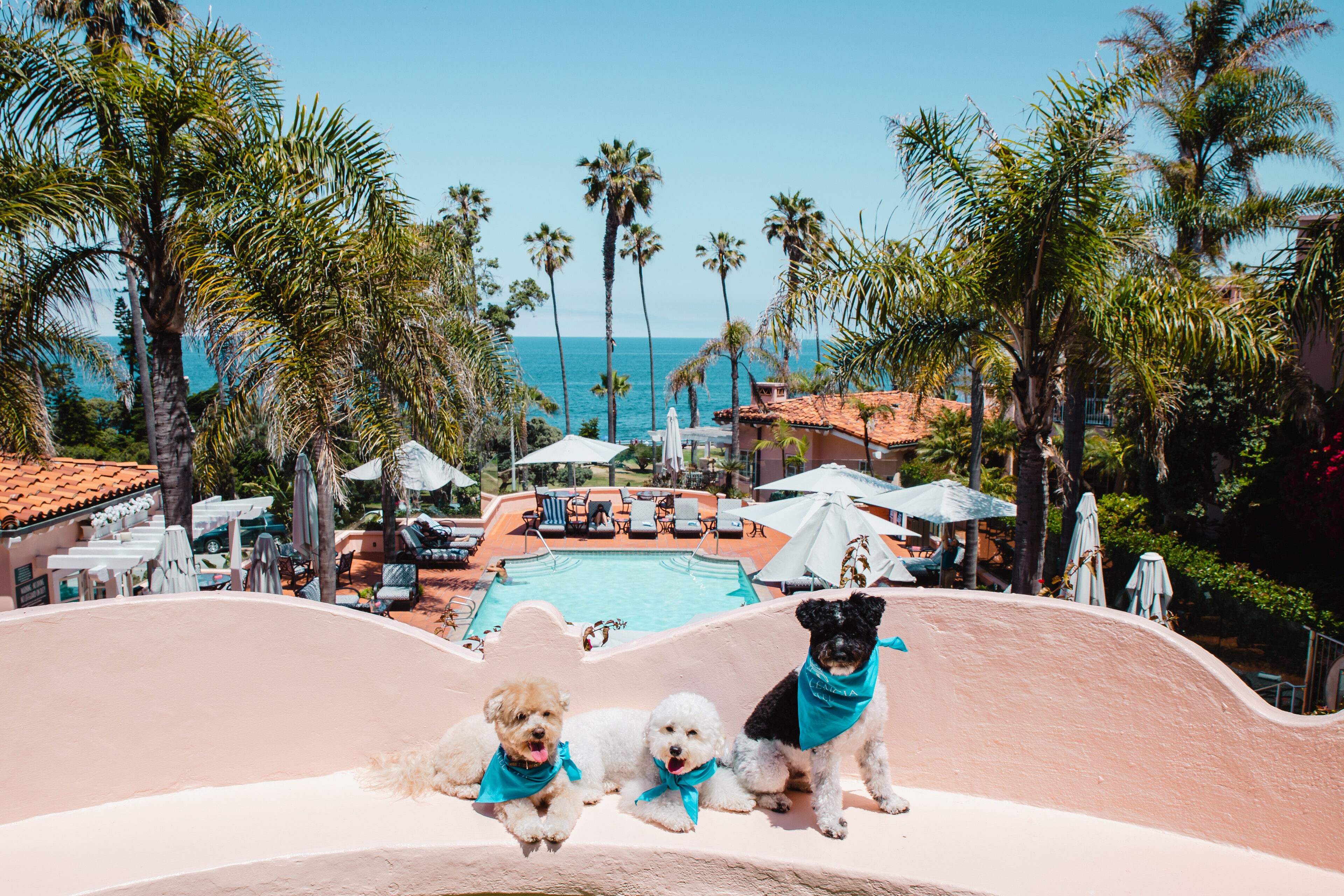 Pampered pups enjoying the sunny weather at La Valencia Hotel, La Jolla, California