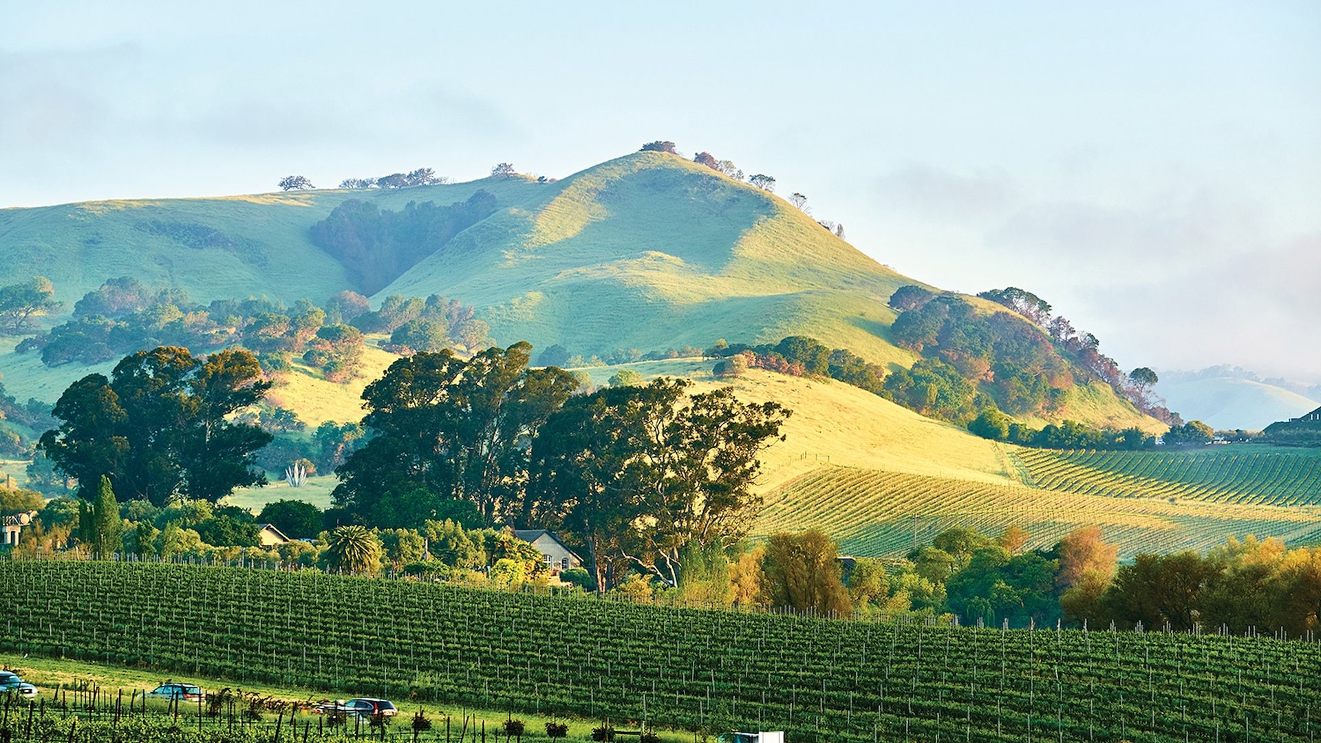 The vineyards of California's wine-producing regions sweep across the rolling swaths of Napa and Sonoma Counties.