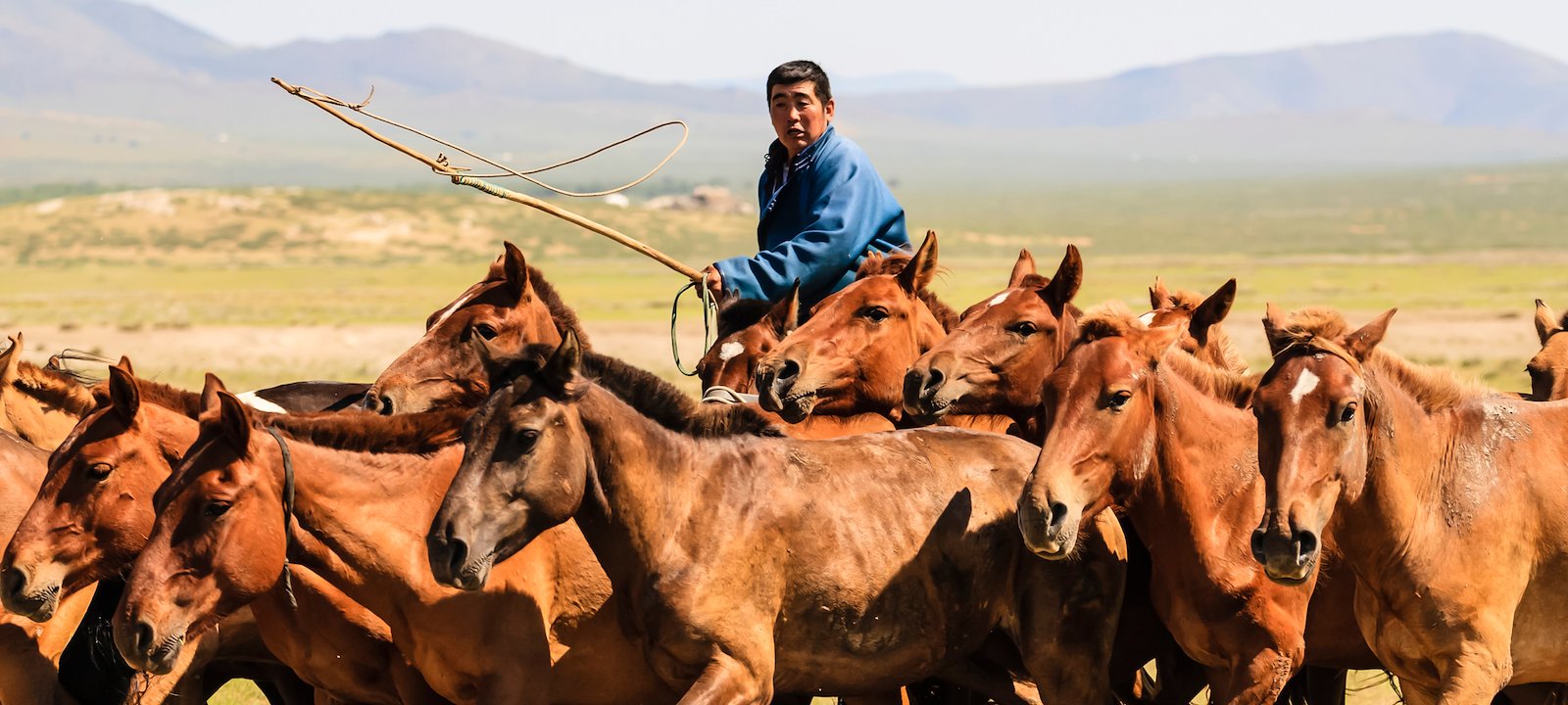 Herding horses in Mongolia.
