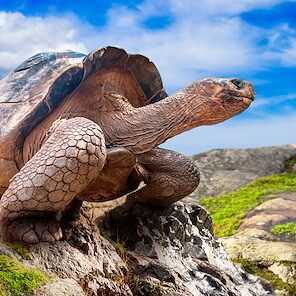 Galápagos